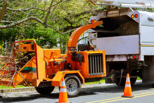 Best Stump Grinding and Removal  in Braddock Hills, PA